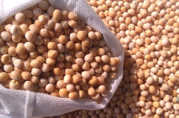 Около 155 тысяч тонн гороха заготовили предприятия Тюменской области 