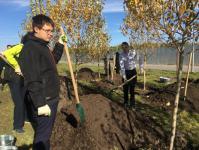 В озеленении района Тюменская слобода принял участие депутат городской думы В озеленении района Тюменская слобода принял участие депутат городской думы