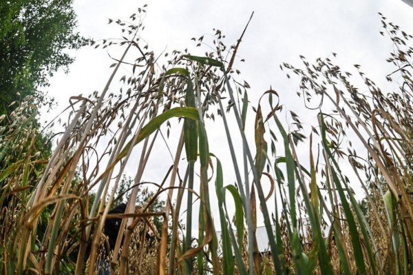 Тюменские аграрии ведут уборку в сложных погодных условиях