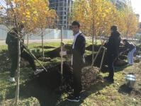 В озеленении района Тюменская слобода принял участие депутат городской думы В озеленении района Тюменская слобода принял участие депутат городской думы
