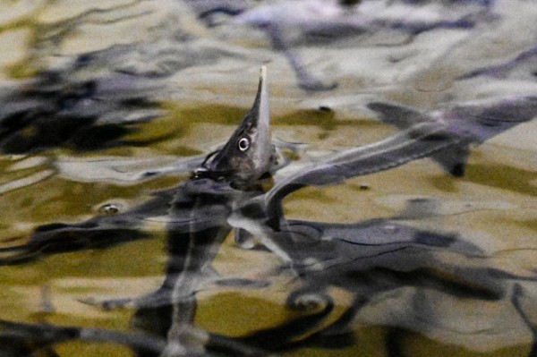 Тюменское предприятие отправило в Германию 23 тонны корма для рыб