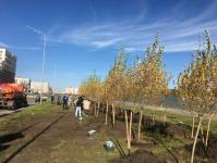 В озеленении района Тюменская слобода принял участие депутат городской думы В озеленении района Тюменская слобода принял участие депутат городской думы