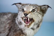 Обновленный анатомический музей открыли в ГАУ Северного Зауралья в Тюмени