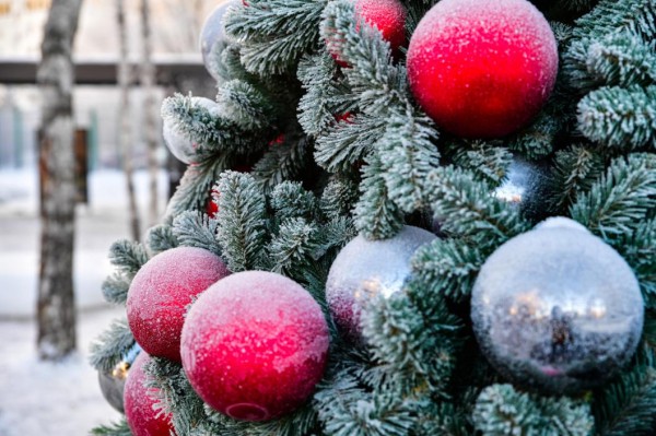 Живую ель на пешеходной улице Тюмени украсят игрушками местных мастеров