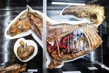 Обновленный анатомический музей открыли в ГАУ Северного Зауралья в Тюмени