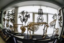 Обновленный анатомический музей открыли в ГАУ Северного Зауралья в Тюмени