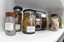 Обновленный анатомический музей открыли в ГАУ Северного Зауралья в Тюмени