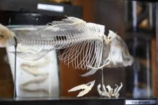 Обновленный анатомический музей открыли в ГАУ Северного Зауралья в Тюмени