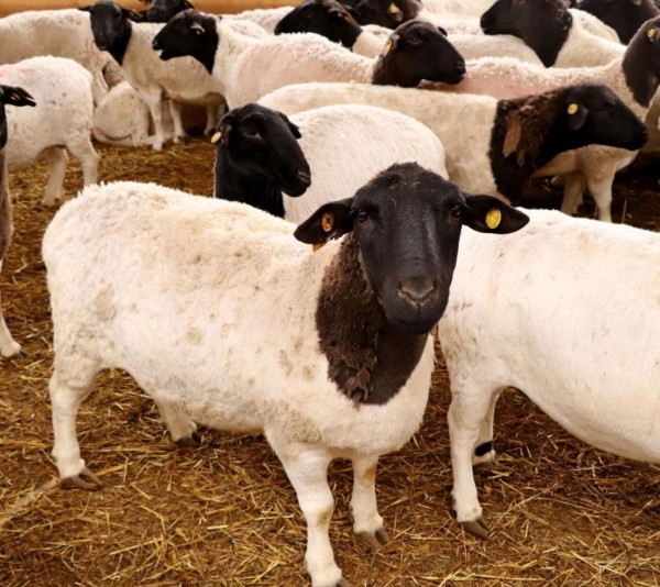 Сладковский район наращивает поголовье мясного скота Сладковский район наращивает поголовье мясного скота