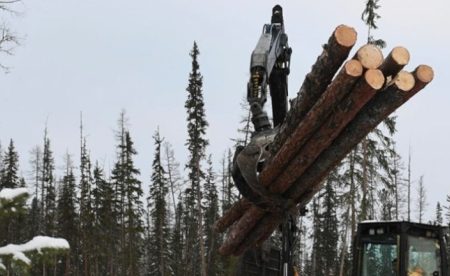 В трех районах Тюменской области на аукцион выставили для заготовки древесины 11 участков