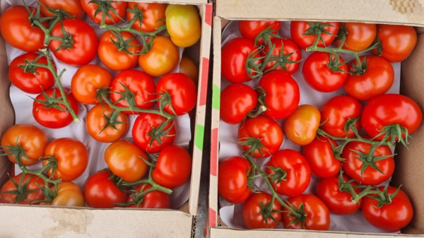 В Тюменской области возобновили импорт томатов из Казахстана