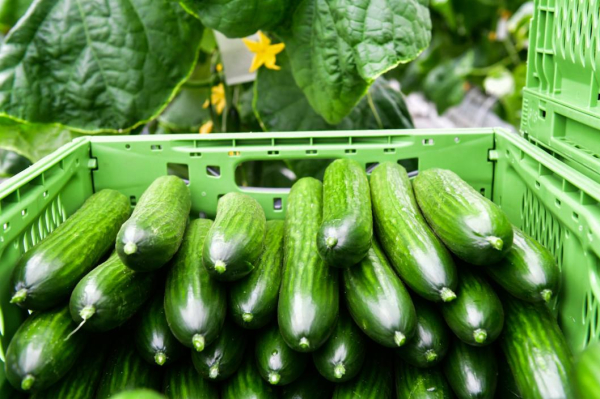 Владимир Ковин: доктрина продовольственной безопасности в Тюменской области реализована