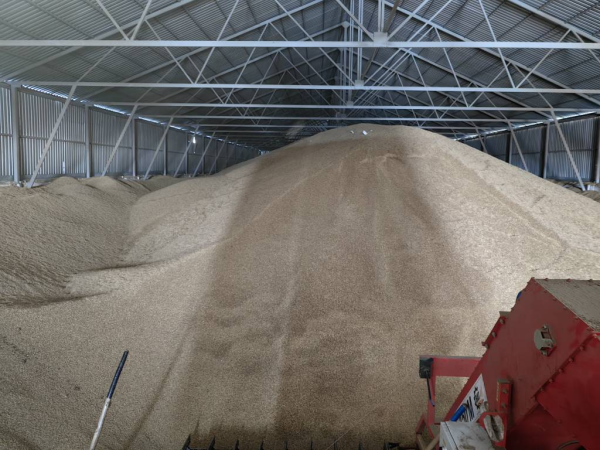 В Тюменской области приняли 243 заявки от потенциальных экспортеров зерна в Китай