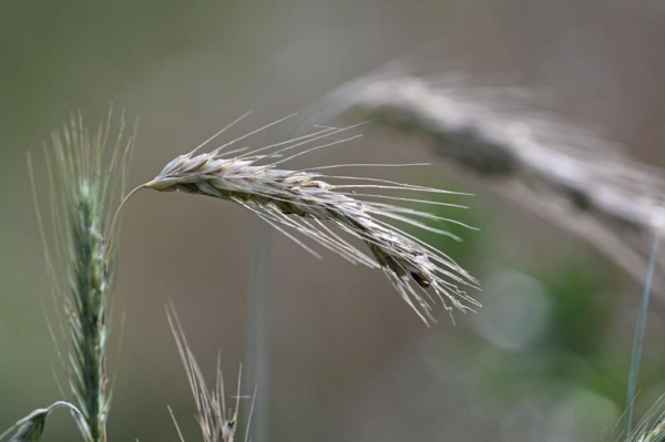 Биотехнологии, увеличивающие урожаи и надои, обсудили ученые и аграрии Тюменской области Биотехнологии, увеличивающие урожаи и надои, обсудили ученые и аграрии Тюменской области