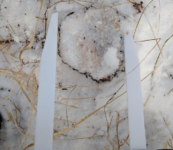 В Армизонском районе выявили незаконную вырубку леса