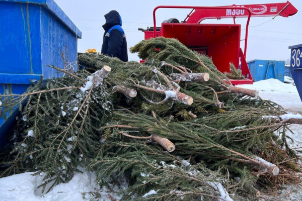 Три тонны ёлочек сдали на переработку жители Тюмени
