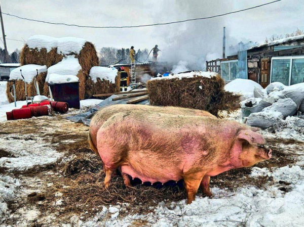 Коз и свиней спасли&nbsp;тюменские огнеборцы на пожаре в селе Княжево&nbsp;