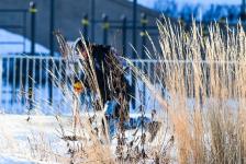 В Тюмени "Жигули" встроят в трассу фестиваля "Битва на Туре"