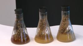 Биотехнологии, увеличивающие урожаи и надои, обсудили ученые и аграрии Тюменской области Биотехнологии, увеличивающие урожаи и надои, обсудили ученые и аграрии Тюменской области