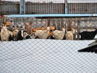 Коз и свиней спасли&nbsp;тюменские огнеборцы на пожаре в селе Княжево&nbsp;