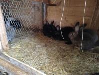 После паводка 2024 года семья из Викулово обживает новый дом 