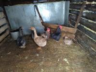 После паводка 2024 года семья из Викулово обживает новый дом 