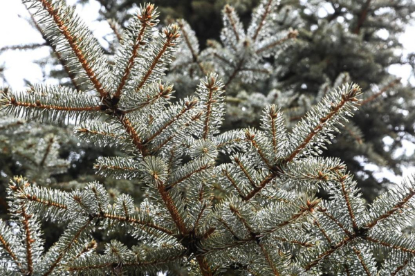 Снег и мокрый дождь прогнозируют на юге Тюменской области 17 марта
