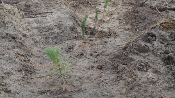 5 тыс. 860 тюменцев поучаствовали в акции "Сохрани лес" 