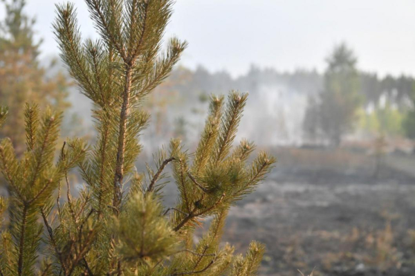 Пожароопасный сезон объявили в Тюменской области с 1 апреля