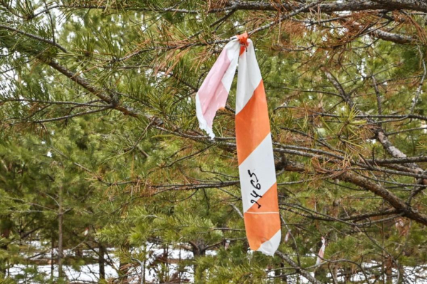 Более 150 кедров, пихт, берез и осин уничтожили черные лесорубы в Вагайском районе