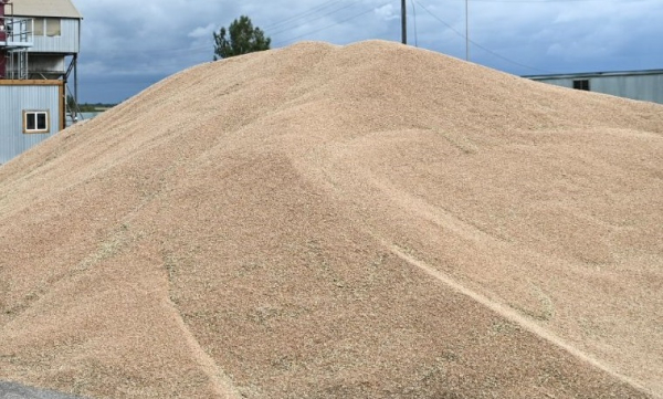 Более семи тысяч тонн семян проверили в Упоровском районе Более семи тысяч тонн семян проверили в Упоровском районе