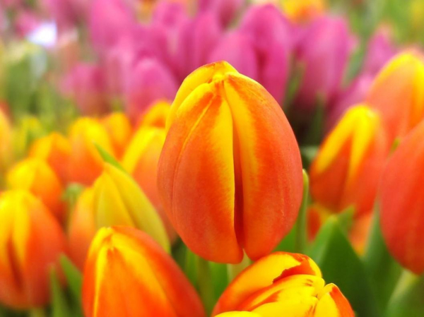 Цветы оранжевого цвета популярны среди тюменских садоводов Цветы оранжевого цвета популярны среди тюменских садоводов