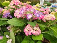 Цветы оранжевого цвета популярны среди тюменских садоводов Цветы оранжевого цвета популярны среди тюменских садоводов