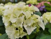 Цветы оранжевого цвета популярны среди тюменских садоводов Цветы оранжевого цвета популярны среди тюменских садоводов