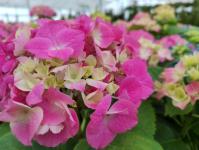 Цветы оранжевого цвета популярны среди тюменских садоводов Цветы оранжевого цвета популярны среди тюменских садоводов