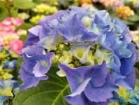 Цветы оранжевого цвета популярны среди тюменских садоводов Цветы оранжевого цвета популярны среди тюменских садоводов