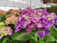 Цветы оранжевого цвета популярны среди тюменских садоводов Цветы оранжевого цвета популярны среди тюменских садоводов