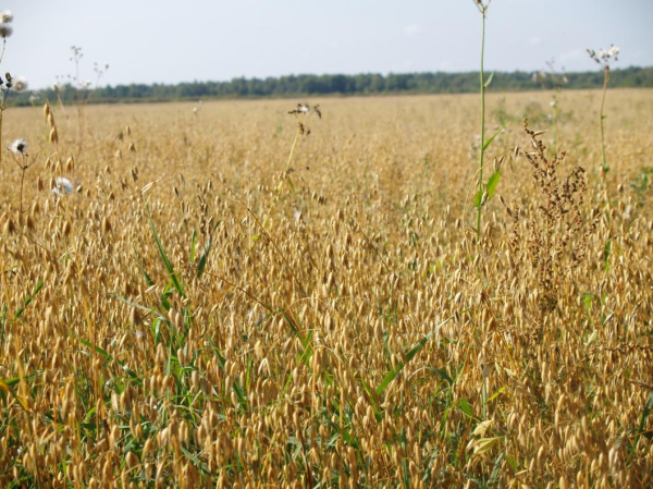 Около 16 тысяч гектаров засеяли зерновыми в Омутинском районе 