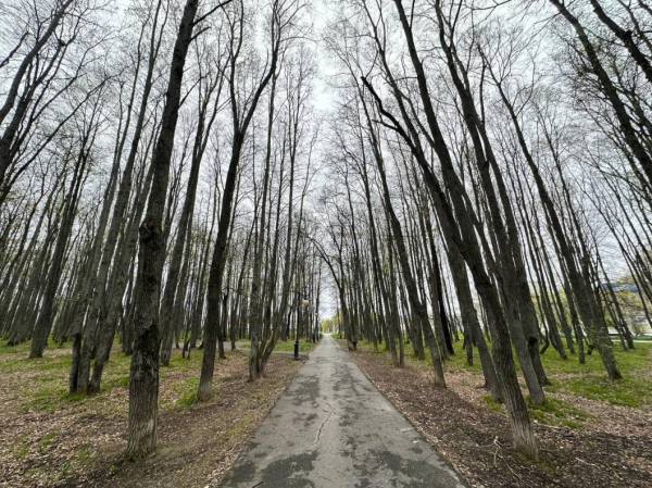 Территорию липовой рощи в Сумкино в Тобольске благоустроят Территорию липовой рощи в Сумкино в Тобольске благоустроят