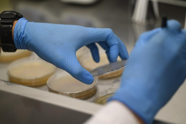 Тюменские аграрии получат субсидии на поддержку элитного семеноводства 