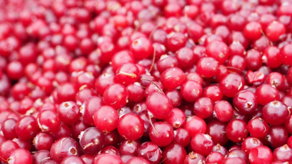 Тюменские дачники все чаще высаживают дикоросы на своих участках