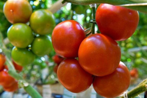 Тюменским дачникам рассказали, как спасти посадки от летней жары