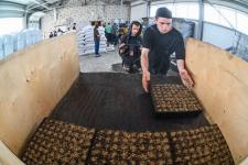 Тюменское предприятие запустило линию по посадке семян хвойных деревьев