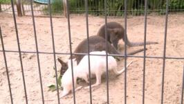 Два кенгуру-альбиноса живут в тюменском центре реабилитации диких животных