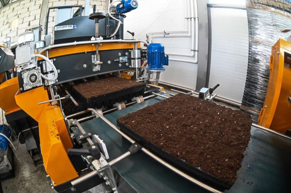 Тюменское предприятие запустило линию по посадке семян хвойных деревьев