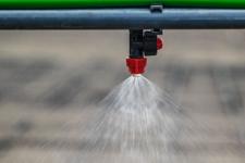 Тюменское предприятие запустило линию по посадке семян хвойных деревьев