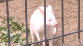 Два кенгуру-альбиноса живут в тюменском центре реабилитации диких животных