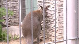 Два кенгуру-альбиноса живут в тюменском центре реабилитации диких животных