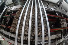 Тюменское предприятие запустило линию по посадке семян хвойных деревьев