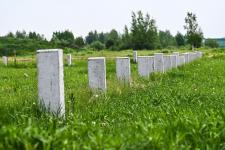 Тюменское предприятие запустило линию по посадке семян хвойных деревьев